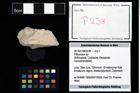 Foto (Objekt + Etikett) von Pithonoton sp.  (NHMW-GEO-2014-0194-0238)